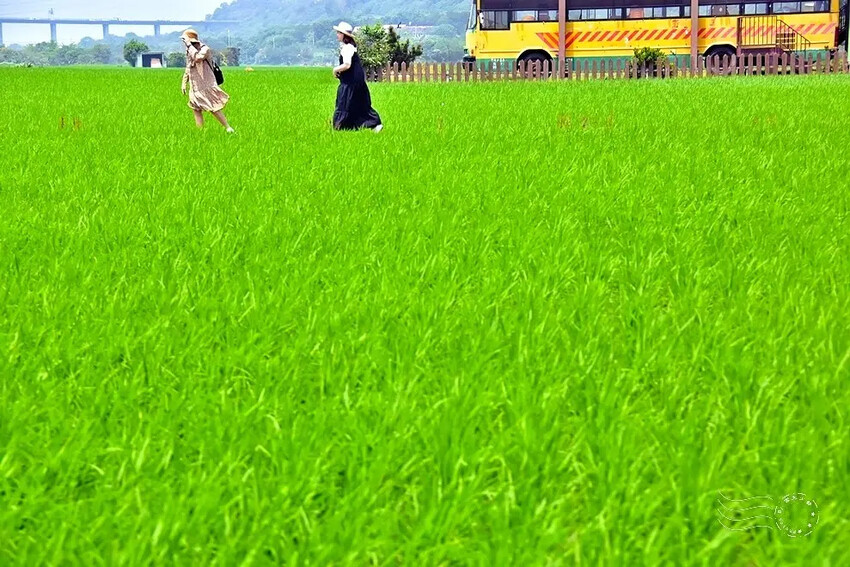 台中外埔忘憂谷