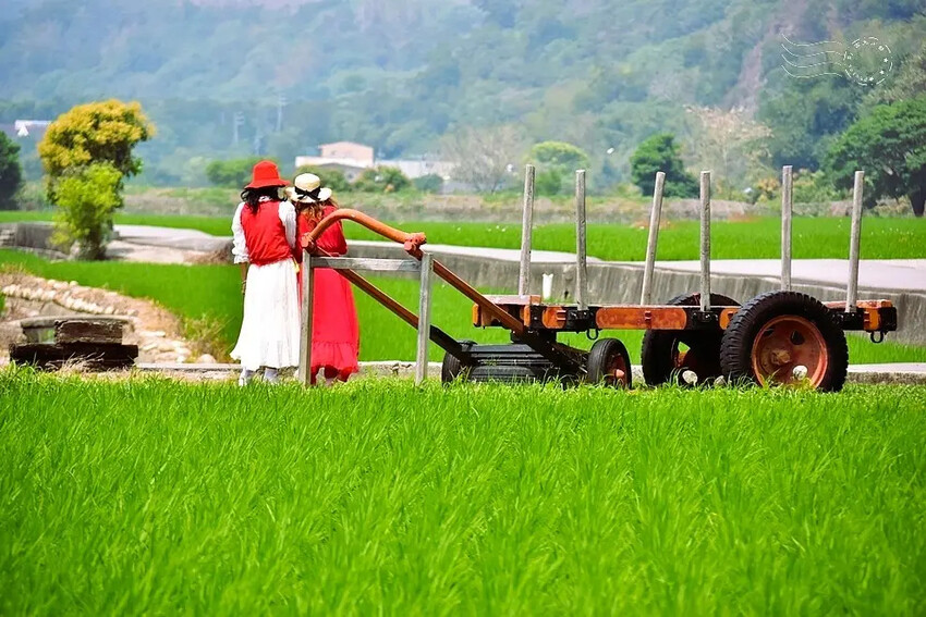 台中外埔忘憂谷