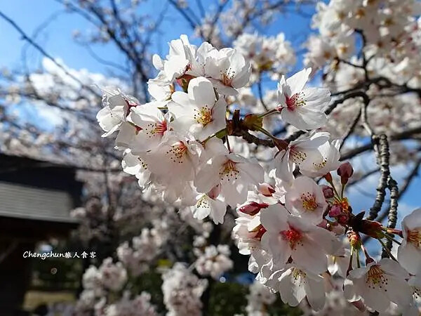 日本國寶【犬山城】最古老天守閣、城下町老街散策傳統小吃 | 