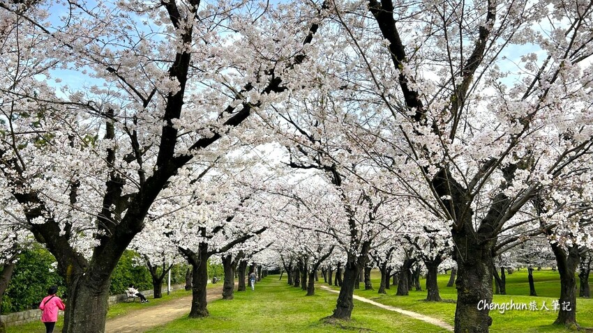 日本大阪賞櫻秘境，濱寺公園，絕景櫻の森 !