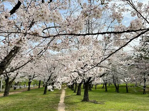 關西賞櫻秘境，濱寺公園，絕景櫻の森 !