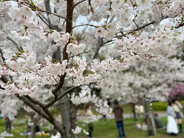 *關西大阪賞櫻，大阪城公園滿開隨記