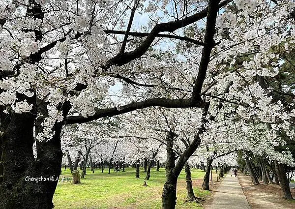關西賞櫻秘境，濱寺公園，絕景櫻の森 !