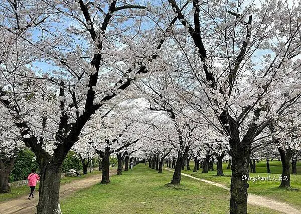 關西賞櫻秘境，濱寺公園，絕景櫻の森 !