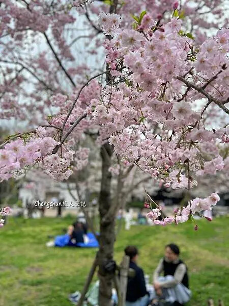 *關西大阪賞櫻，大阪城公園滿開隨記