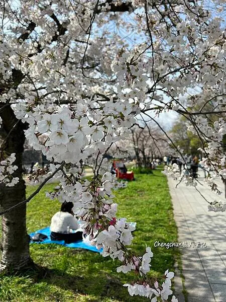 *關西大阪賞櫻，大阪城公園滿開隨記