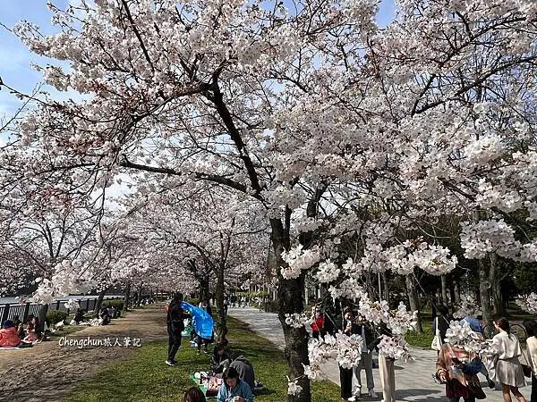 *關西大阪賞櫻，大阪城公園滿開隨記