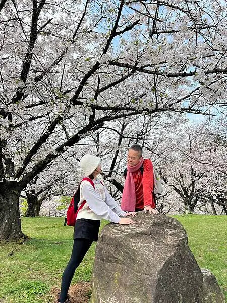 關西賞櫻秘境，濱寺公園，絕景櫻の森 !