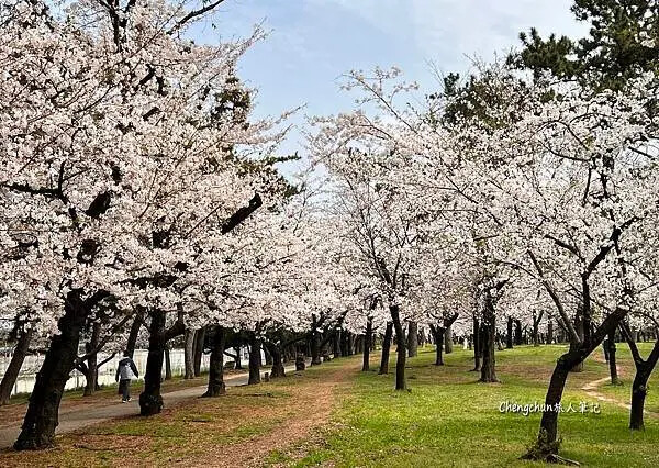 關西賞櫻秘境，濱寺公園，絕景櫻の森 !