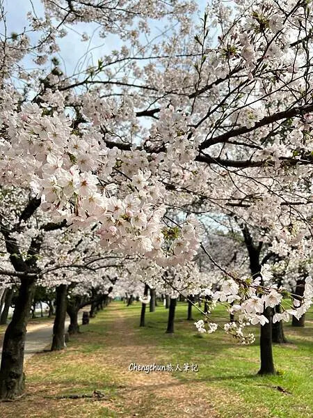 關西賞櫻秘境，濱寺公園，絕景櫻の森 !