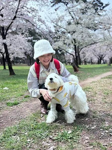 關西賞櫻秘境，濱寺公園，絕景櫻の森 !