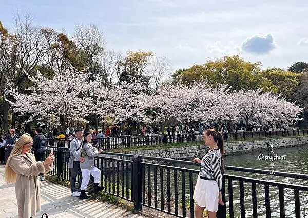 *關西大阪賞櫻，大阪城公園滿開隨記