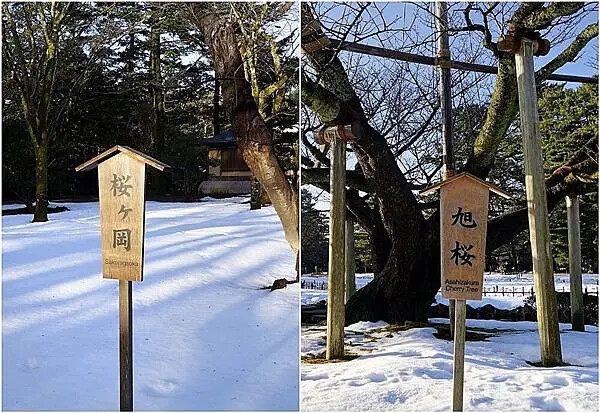 景色櫻花.jpg 景色櫻花.jpg