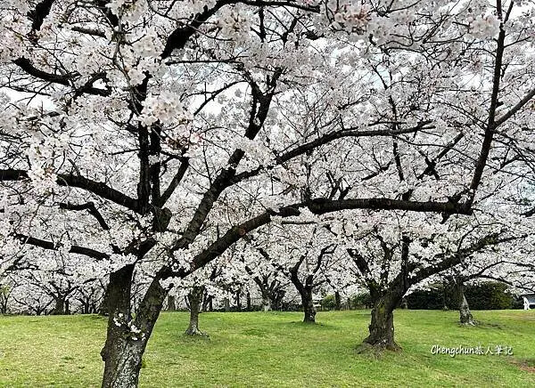 關西賞櫻秘境，濱寺公園，絕景櫻の森 !