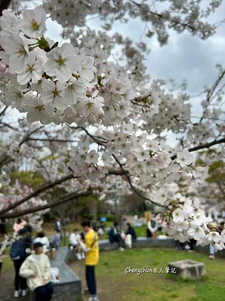 *關西大阪賞櫻，大阪城公園滿開隨記