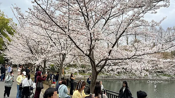 *關西大阪賞櫻，大阪城公園滿開隨記