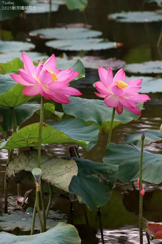 2025新月橋荷花池🪷，4/19即時現況｜同場加映：新海三期