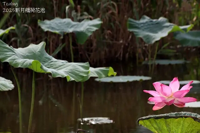 2025新月橋荷花池🪷，4/19即時現況｜同場加映：新海三期