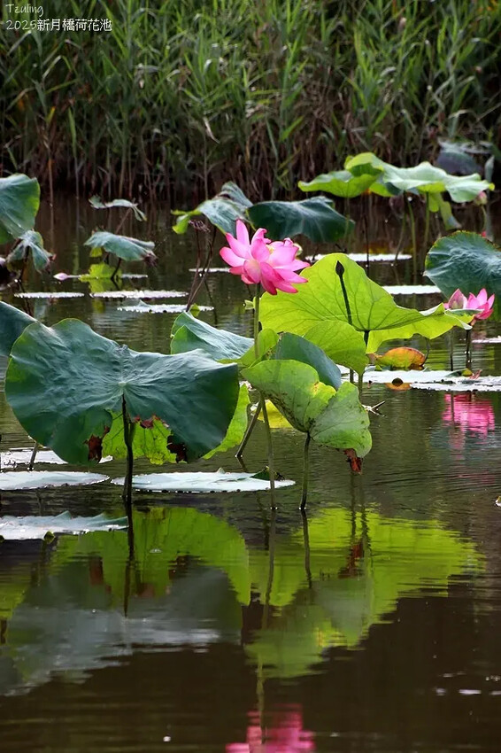2025新月橋荷花池🪷，4/19即時現況｜同場加映：新海三期