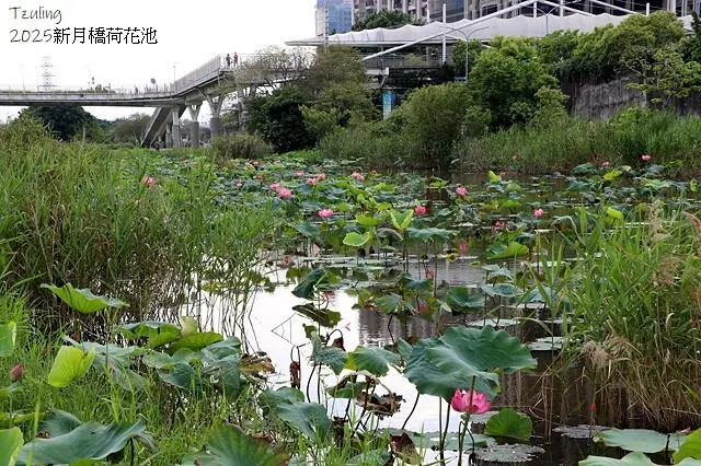 2025新月橋荷花池🪷，4/19即時現況｜同場加映：新海三期