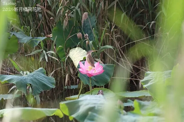 2025新月橋荷花池🪷，4/19即時現況｜同場加映：新海三期