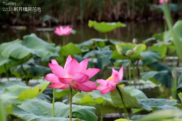 2025新月橋荷花池🪷，4/19即時現況｜同場加映：新海三期