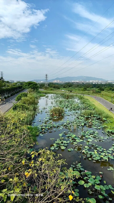 2025新月橋荷花池🪷，4/19即時現況｜同場加映：新海三期