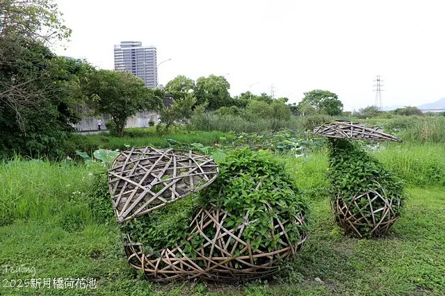 2025新月橋荷花池🪷，4/19即時現況｜同場加映：新海三期