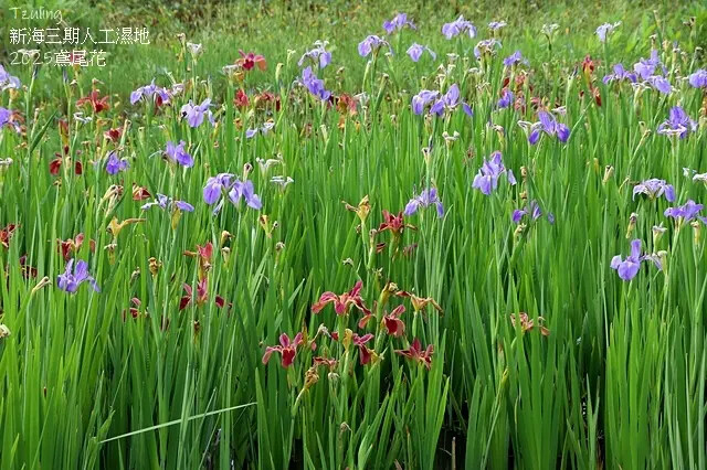 2025新月橋荷花池🪷，4/19即時現況｜同場加映：新海三期