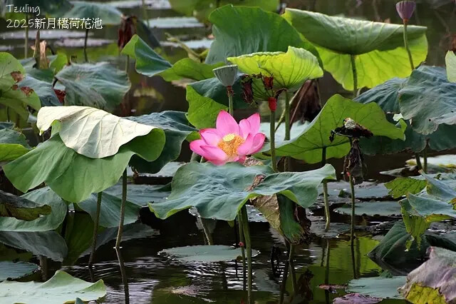 2025新月橋荷花池🪷，4/19即時現況｜同場加映：新海三期