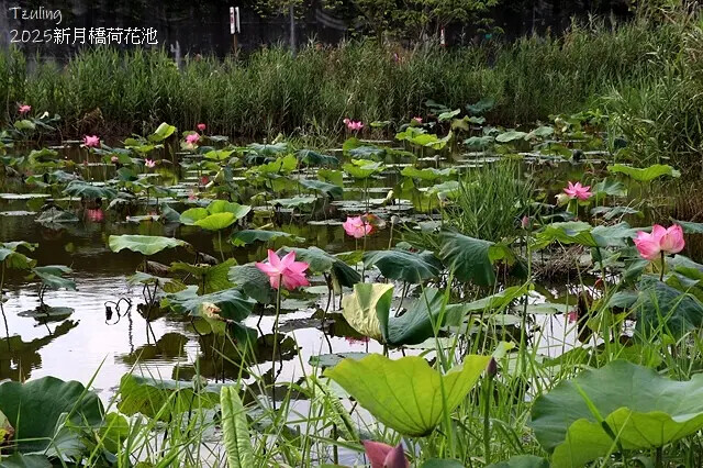 2025新月橋荷花池🪷，4/19即時現況｜同場加映：新海三期