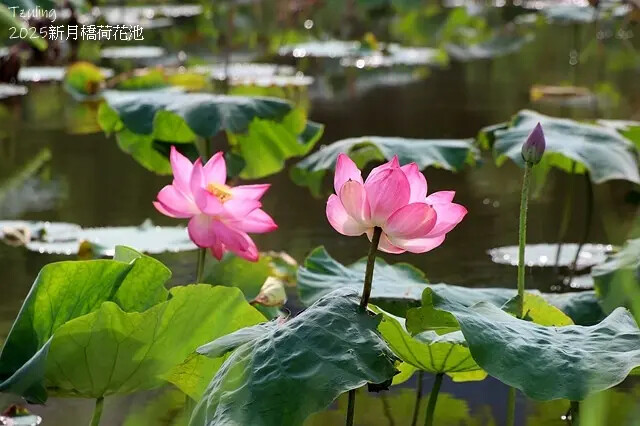 2025新月橋荷花池🪷，4/19即時現況｜同場加映：新海三期