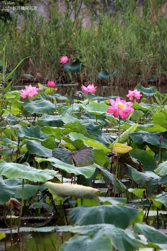 2025新月橋荷花池🪷，4/19即時現況｜同場加映：新海三期