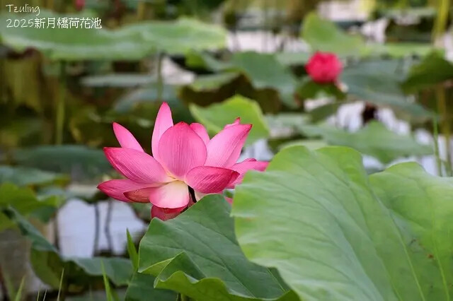 2025新月橋荷花池🪷，4/19即時現況｜同場加映：新海三期