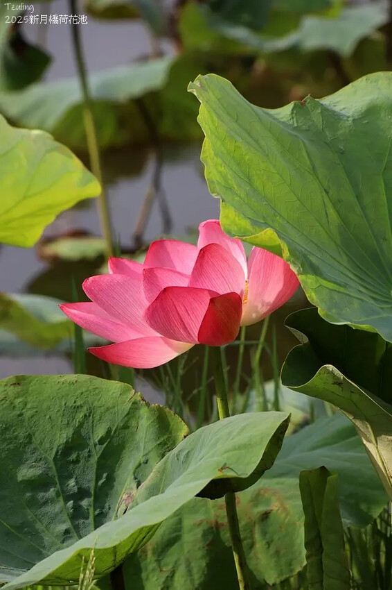 2025新月橋荷花池🪷，4/19即時現況｜同場加映：新海三期