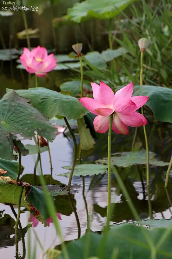 2025新月橋荷花池🪷，4/19即時現況｜同場加映：新海三期