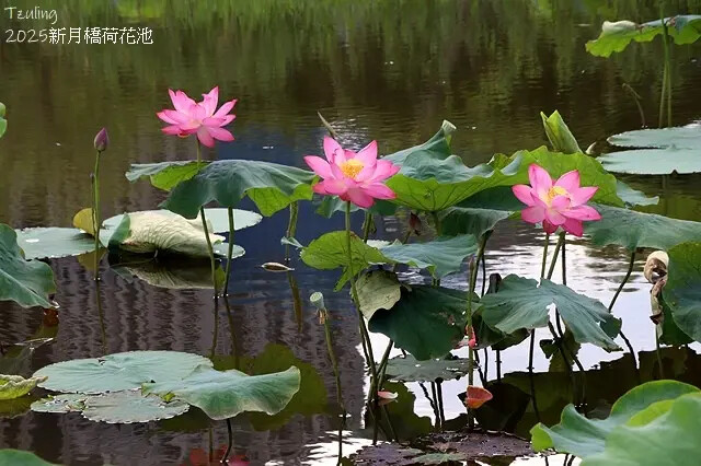 2025新月橋荷花池🪷，4/19即時現況｜同場加映：新海三期