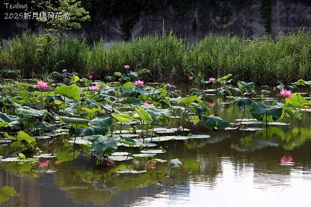 2025新月橋荷花池🪷，4/19即時現況｜同場加映：新海三期