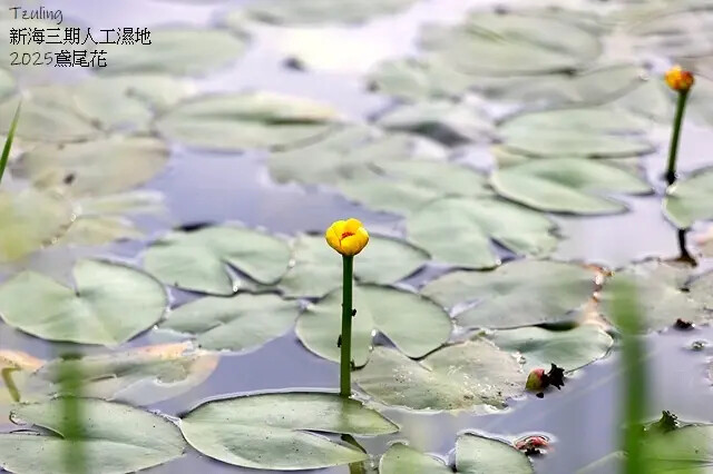 2025新月橋荷花池🪷，4/19即時現況｜同場加映：新海三期