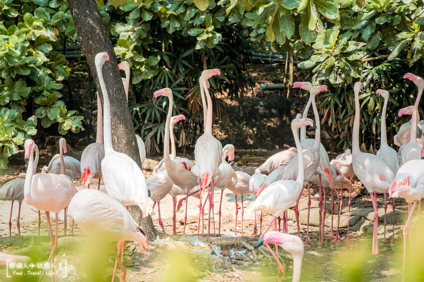 台南市學甲區台南頑皮世界野生動物園|兒童節玩樂首選,帶孩子一起探索野生動物園!