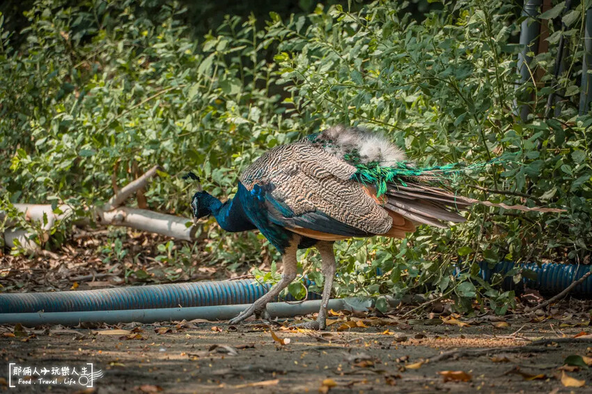 台南市學甲區台南頑皮世界野生動物園|兒童節玩樂首選,帶孩子一起探索野生動物園!