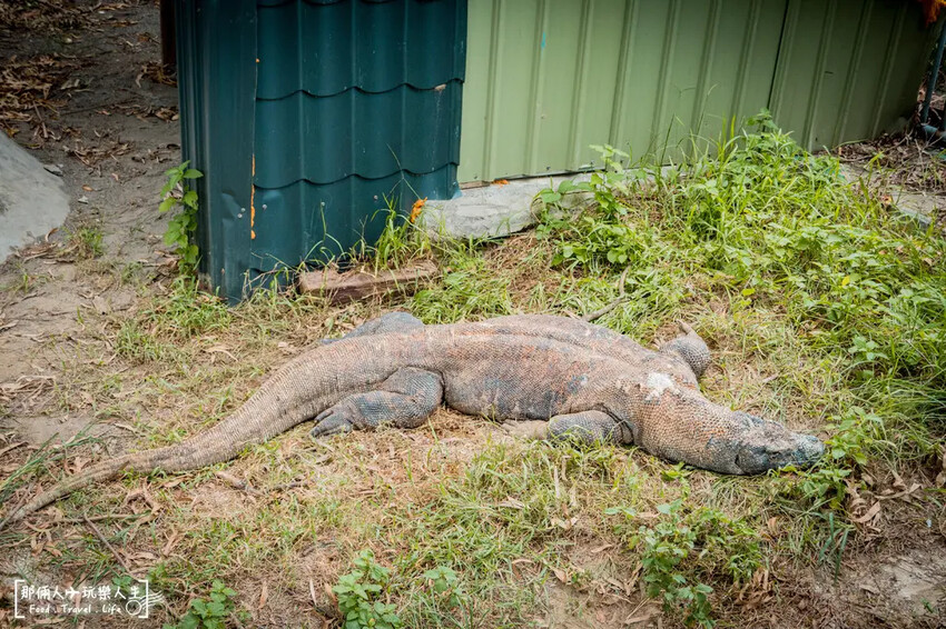台南市學甲區台南頑皮世界野生動物園|兒童節玩樂首選,帶孩子一起探索野生動物園!