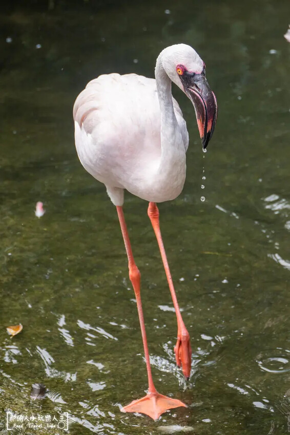台南市學甲區台南頑皮世界野生動物園|兒童節玩樂首選,帶孩子一起探索野生動物園!