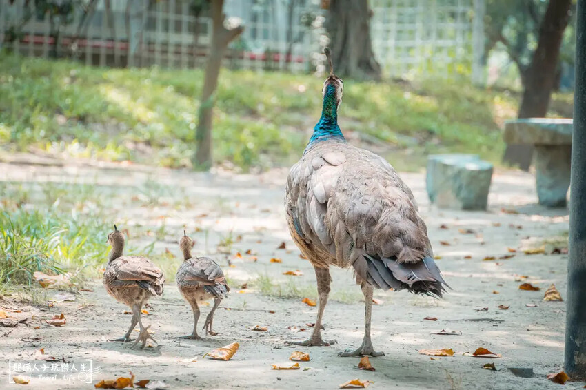 台南市學甲區台南頑皮世界野生動物園|兒童節玩樂首選,帶孩子一起探索野生動物園!