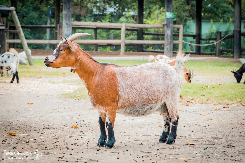 台南市學甲區台南頑皮世界野生動物園|兒童節玩樂首選,帶孩子一起探索野生動物園!