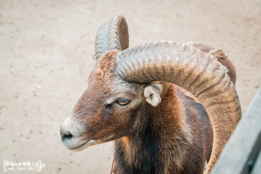 台南市學甲區台南頑皮世界野生動物園|兒童節玩樂首選,帶孩子一起探索野生動物園!
