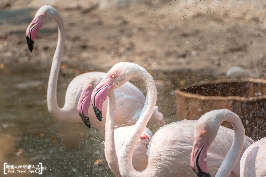 台南市學甲區台南頑皮世界野生動物園|兒童節玩樂首選,帶孩子一起探索野生動物園!