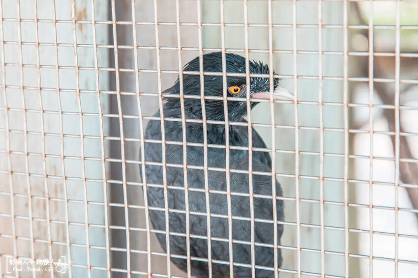 台南市學甲區台南頑皮世界野生動物園|兒童節玩樂首選,帶孩子一起探索野生動物園!