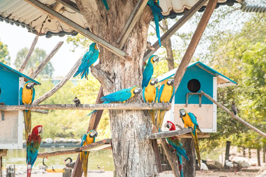 台南市學甲區台南頑皮世界野生動物園|兒童節玩樂首選,帶孩子一起探索野生動物園!