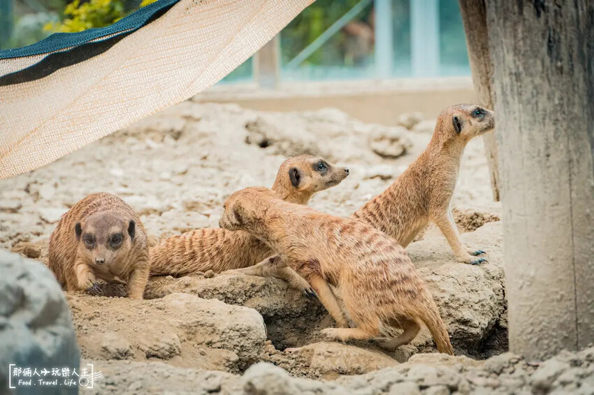 台南市學甲區台南頑皮世界野生動物園|兒童節玩樂首選,帶孩子一起探索野生動物園!